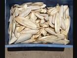 2023 Hot Sale Cuttlefish Bones Dried cuttlefish bone Cuttle fish bone - фото 2