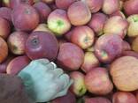 Apples fresh