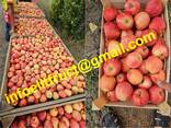 Apples Golden, Aidaret, Florina, Dzhanogold. - фото 2