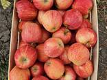 Apples Golden, Aidaret, Florina, Dzhanogold. - фото 3