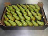 Best pears from Poland wholesale - photo 1
