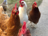 Broiler chickens available - фото 3