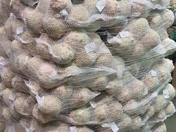 Celeriac (celery root) from Poland