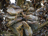 Dried Stockfish for sale, Norwegian origin - фото 2