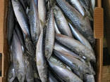 Frozen Horse mackerel fish - photo 1