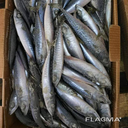 Frozen Horse mackerel fish