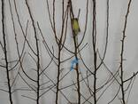 Fruit trees saplings - photo 10