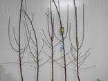 Fruit trees saplings - photo 11