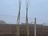 Fruit trees saplings - photo 12