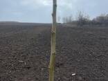 Fruit trees saplings - photo 13