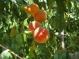 Fruites from the foothills of Turkmenistan