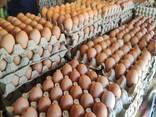 Hot Sale Chicken Eggs, Ostrich Eggs, Netherlands Fresh Table Eggs Brown/White Farm eggs - фото 1