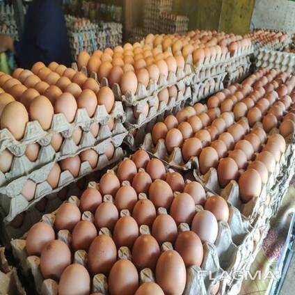 Hot Sale Chicken Eggs, Ostrich Eggs, Netherlands Fresh Table Eggs Brown/White Farm eggs
