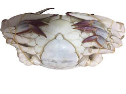 King Crab Legs Frozen Quality King Crabs Online Snow Crab, Alaskan King Crabs, Norwegian k