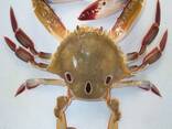 King Crab Legs Frozen Quality King Crabs Online Snow Crab, Alaskan King Crabs, Norwegian k - фото 2