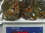 Live King Crabs For Sale / King Crab Claws King Crab Clusters/ Blue Swimming Crabs - фото 5