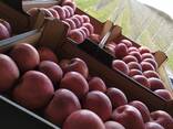 Polish apples (wide range of varieties) - фото 3