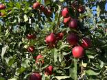 Polske epler (Gala, Cortland, Szampion, Jonagold, Golden Delicious, Alwa og andre) - фото 3