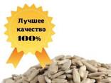 Продам оптом ядро подсолнечника очищенное, калиброванное, высшего сорта - фото 1