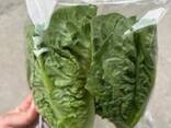 Salads Iceberg, Lollo bionda, Lollo Rossa, Romano, Frisee - photo 1
