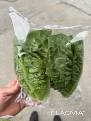 Salads Iceberg, Lollo bionda, Lollo Rossa, Romano, Frisee