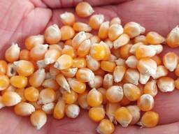 Selling 100 tons of popcorn ball