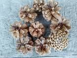 Шишка Pinus nigra (сосны черной)100 штук, шишки для декора, сосновые шишки - фото 3