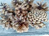 Шишка Pinus nigra (сосны черной)100 штук, шишки для декора, сосновые шишки - фото 3